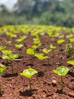 Hlaða mynd í myndaalbúm, Eþíópíu kaffi - Dimtu - Þvegið - 250g
