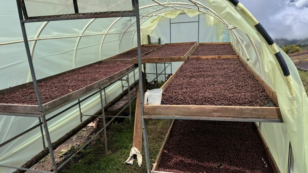 Kólumbíu kaffi - El Turpial - Castillo - Þvegið - 1kg