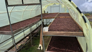 Kólumbíu kaffi - El Turpial - Castillo - Þvegið - 1kg