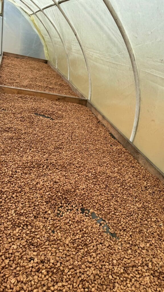 Kólumbíu kaffi - El Turpial - Castillo - Þvegið - 1kg