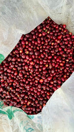 Hlaða mynd í myndaalbúm, Kólumbíu kaffi - El Turpial - Castillo - Þvegið - 1kg
