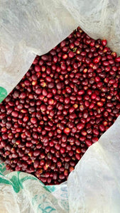 Kólumbíu kaffi - El Turpial - Castillo - Þvegið - 1kg