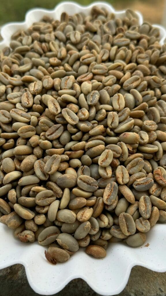 Kólumbíu kaffi - El Turpial - Castillo - Þvegið - 1kg
