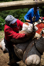 Hlaða mynd í myndaalbúm, Kólumbíu kaffi - La Reserva - þvegið - 1kg
