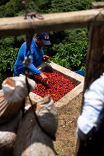 Hlaða mynd í myndaalbúm, Kólumbíu kaffi - La Reserva - þvegið - 1kg
