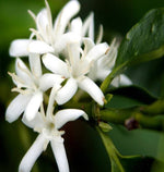 Hlaða mynd í myndaalbúm, Mexikó kaffi -Samaria López - Caturra - þvegið -  250g
