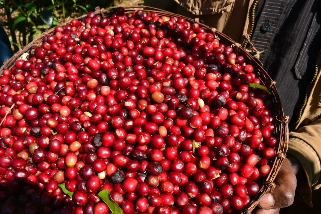 Eþíópíu kaffi - Gerbota Þvottastöð - Þvegið - 1kg