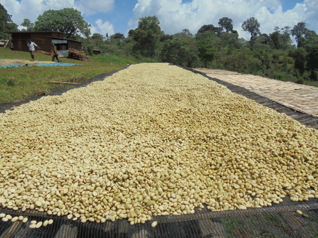 Eþíópíu kaffi - Gerbota Þvottastöð - Þvegið - 1kg