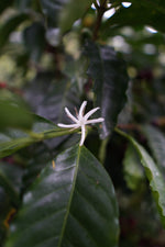 Hlaða mynd í myndaalbúm, Mexikó kaffi -Samaria López - Caturra - þvegið -  250g
