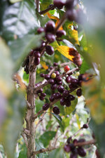 Hlaða mynd í myndaalbúm, Mexikó kaffi -Samaria López - Caturra - þvegið -  250g
