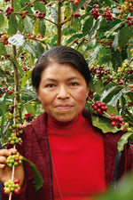 Hlaða mynd í myndaalbúm, Mexikó kaffi -Samaria López - Caturra - þvegið -  250g
