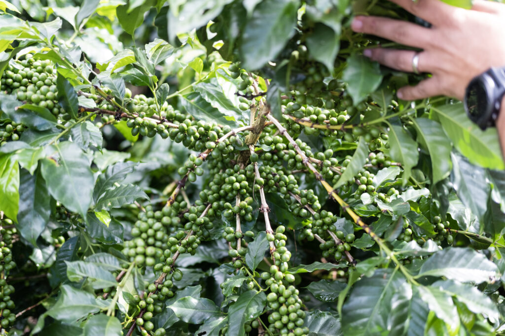 Gvatemala kaffi - Los Arroyos - 1 kg