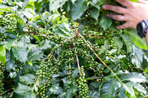 Gvatemala kaffi - Los Arroyos - 1 kg