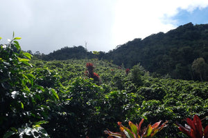 Honduras - Los Quetzales - Yerin Sagastume - þvegið - 1kg