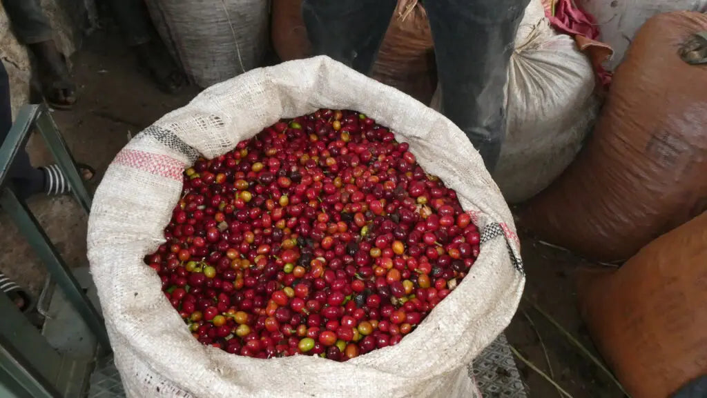 Eþíópíu kaffi - Konga þvottastöð - 1kg