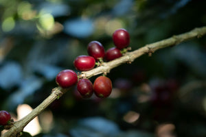 El Salvador kaffi - Finca Atzumpa  - "Honey" - 1kg