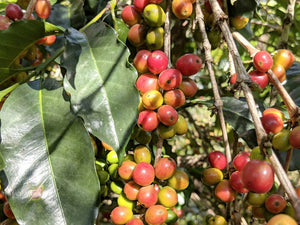 Eþíópíu kaffi, Acacia - 250g
