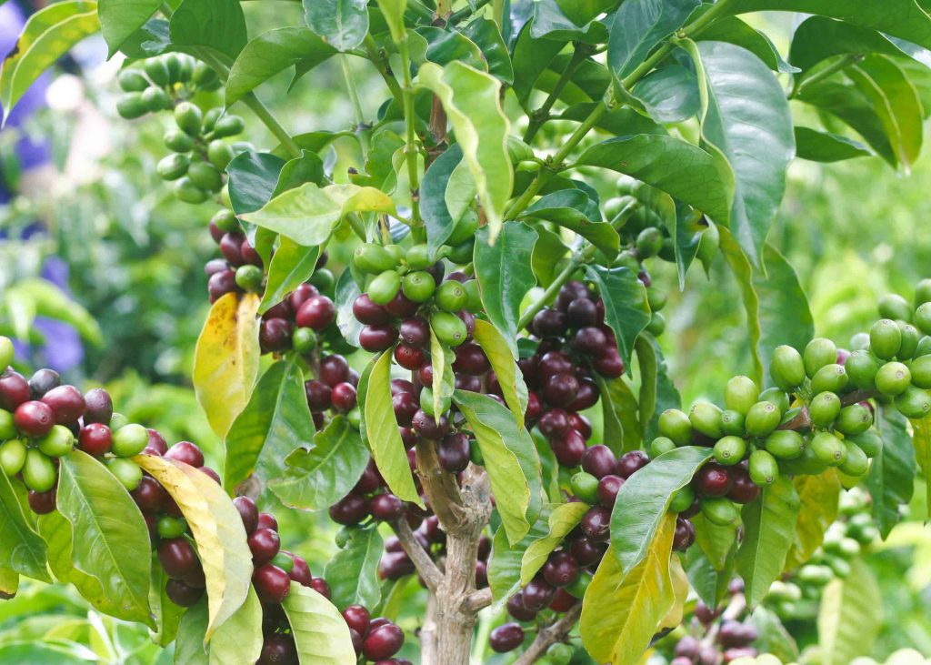 Kólumbíu kaffi - Finca El Paraiso - Caturra - Berþurrkað  - 1kg