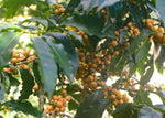 Hlaða mynd í myndaalbúm, Kólumbíu kaffi - Finca El Paraiso - Caturra - Berþurrkað  - 1kg
